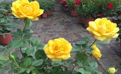 月季夏季生长还是休眠