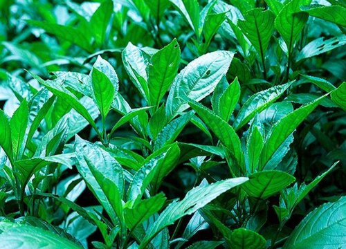 蓝草是什么植物