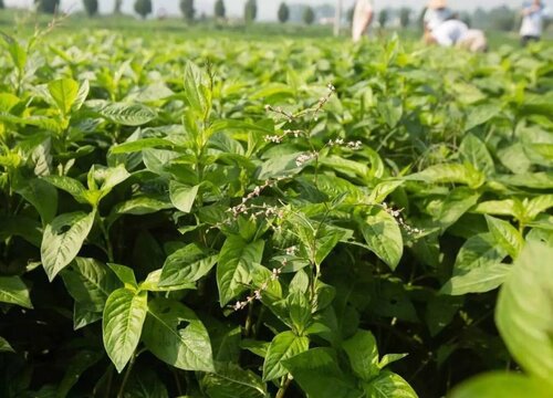 蓝草是什么植物