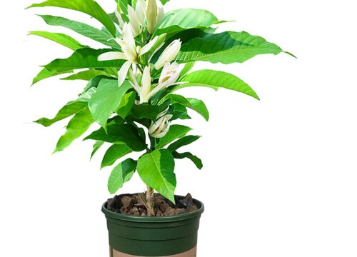 玉兰花盆栽好养吗