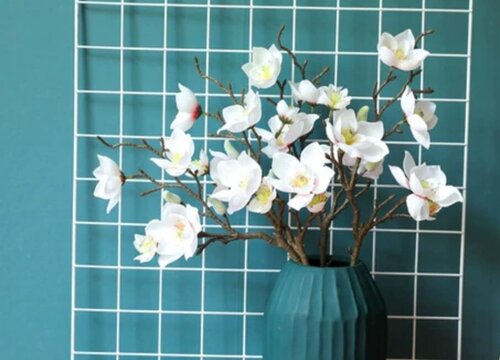 玉兰花盆栽好养吗