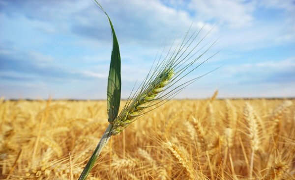 反向思维什么意思