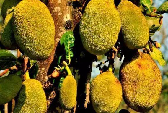 菠萝蜜催熟最快的方法