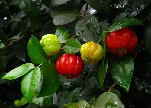 巴西红果几年结果实