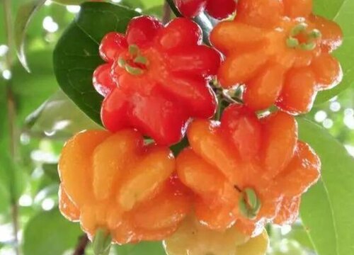 巴西红果几年结果实