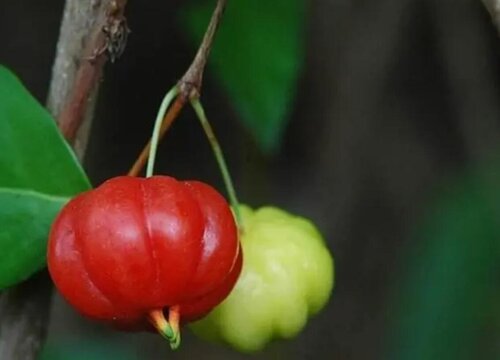 巴西红果几年结果实