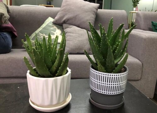 盆栽芦荟的养殖方法