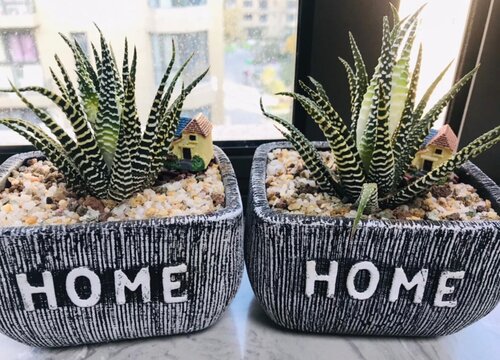 盆栽芦荟的养殖方法