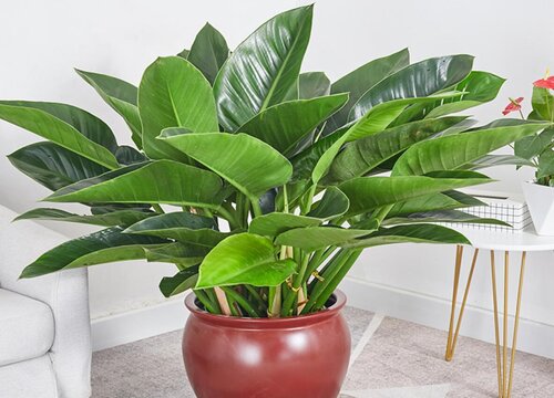 绿钻花的风水和寓意