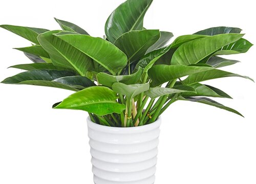 绿钻花的风水和寓意