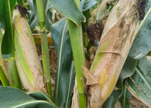 白轴抗锈病的玉米品种