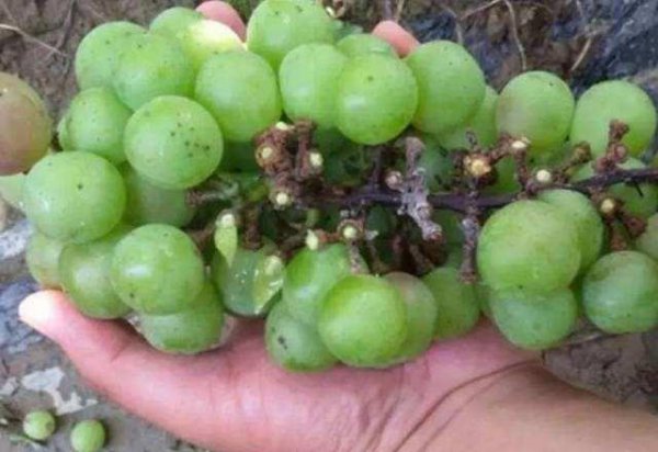 葡萄酸腐病、溃疡病、白腐病的发病原因与防治措施