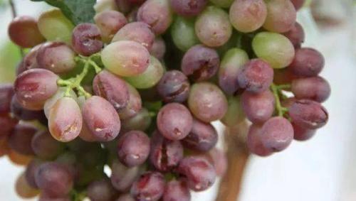 葡萄酸腐病、溃疡病、白腐病的发病原因与防治措施