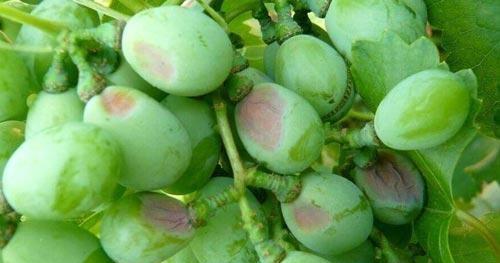 葡萄酸腐病、溃疡病、白腐病的发病原因与防治措施