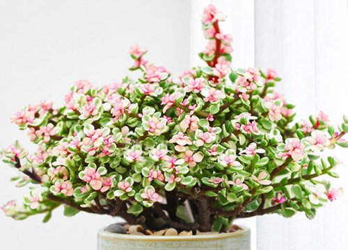 金枝玉叶花适合室内养吗