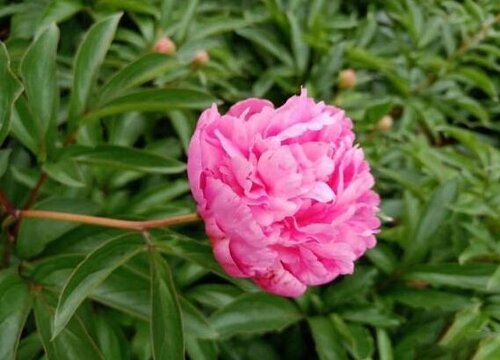 芍药和牡丹的区别关系