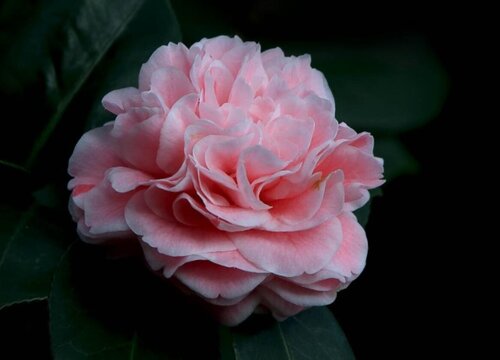 山茶花的寓意和象征意义