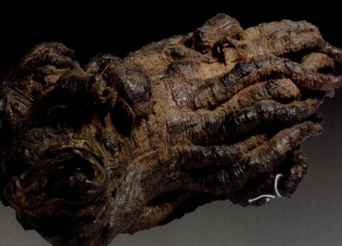 什么沉香品种最好