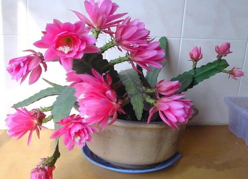 令箭荷花什么时候开花