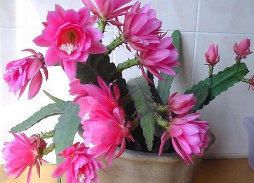 令箭荷花什么时候开花