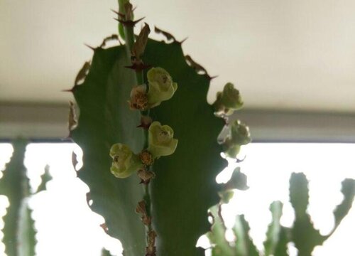 龙骨花能放卧室吗