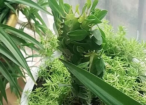 龙骨花能放卧室吗