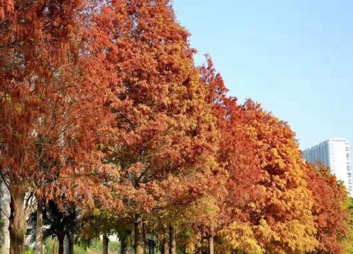 深圳的市树是什么树