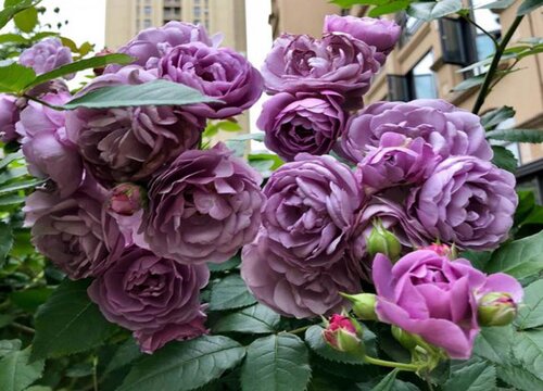 薰衣草花环是藤本还是灌木