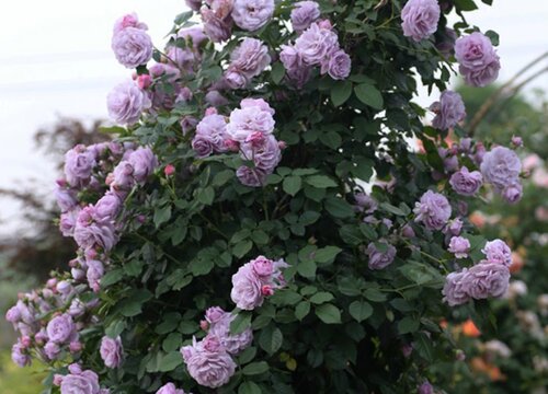 薰衣草花环是藤本还是灌木