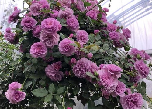 薰衣草花环是藤本还是灌木