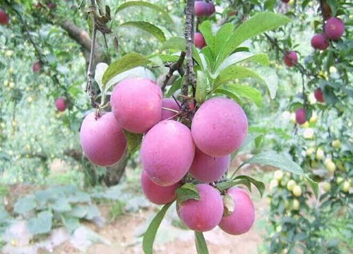 李子有点小用什么化肥好