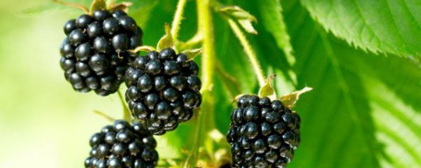 黑莓可以直接吃吗