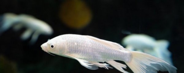 客厅鱼缸摆放风水禁忌