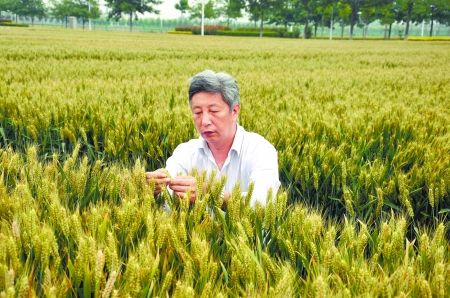 今年小麦种什么品种好