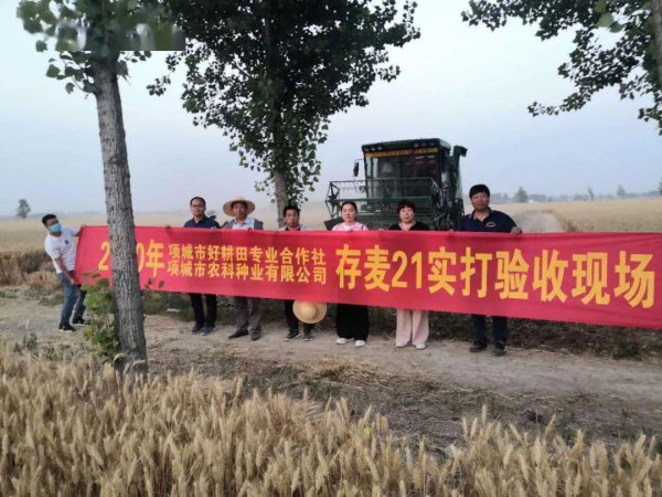 今年小麦种什么品种好