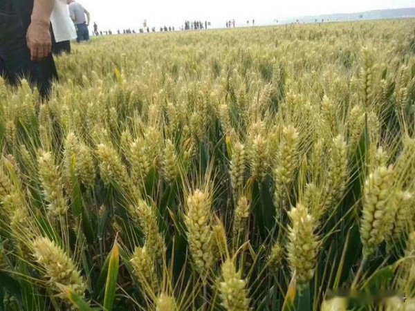 今年小麦种什么品种好