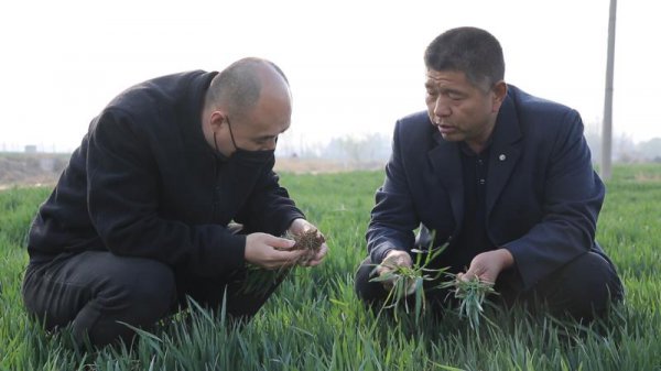 今年小麦种什么品种好