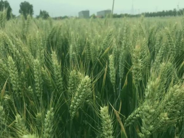 今年小麦种什么品种好