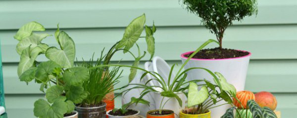 栽什么花能招财聚财呢