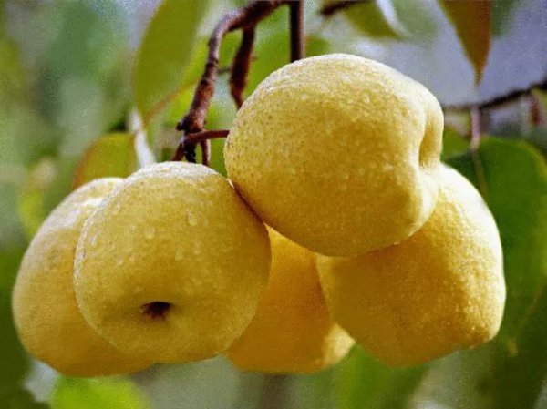 中国十大名梨有哪些