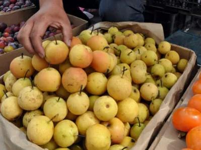 中国十大名梨有哪些