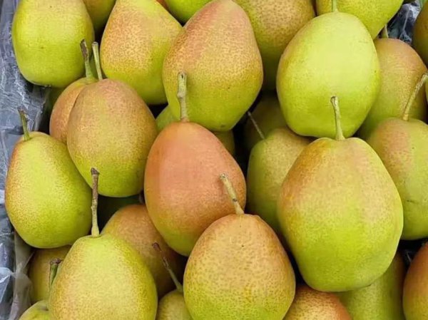 中国十大名梨有哪些