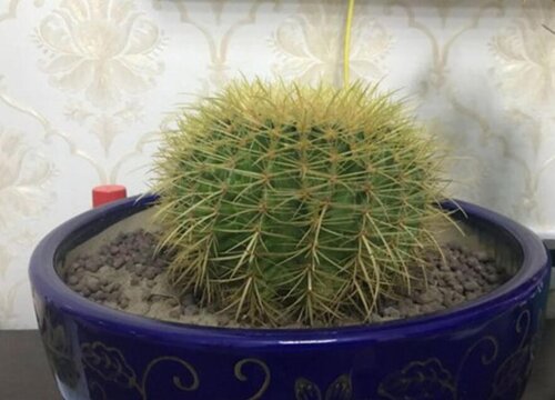 仙人球最好用什么肥料施肥