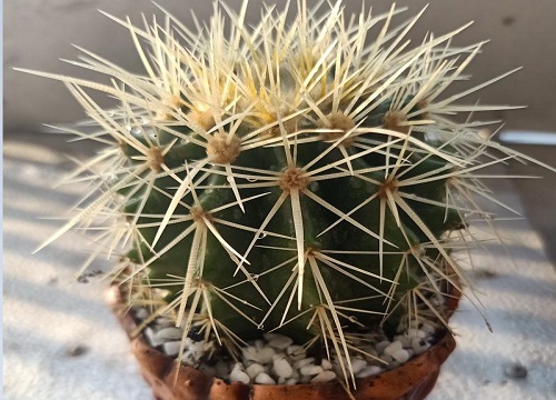 仙人球最好用什么肥料施肥