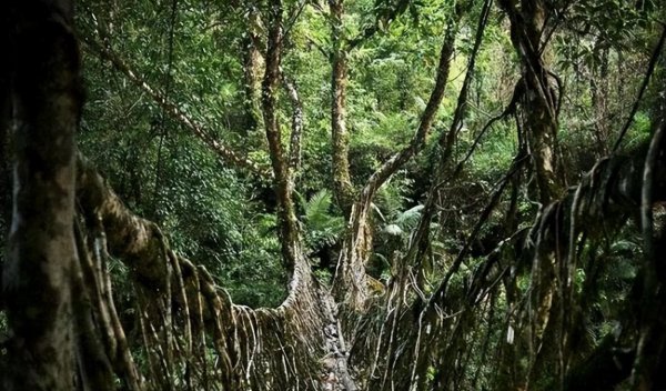 世界雨极在哪里