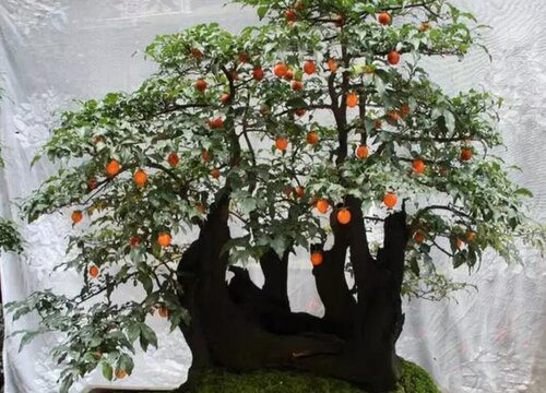 金弹子种子直接种地里可以吗