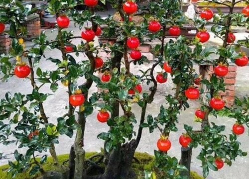 金弹子种子直接种地里可以吗