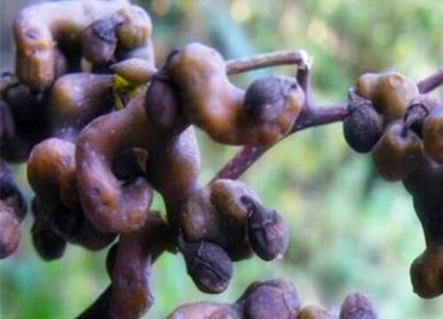 鸡爪梨什么季节成熟