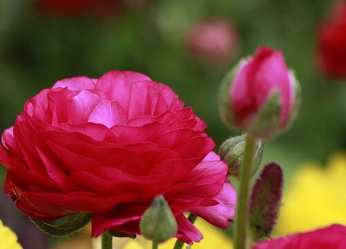 四季牡丹的养殖方法和注意事项