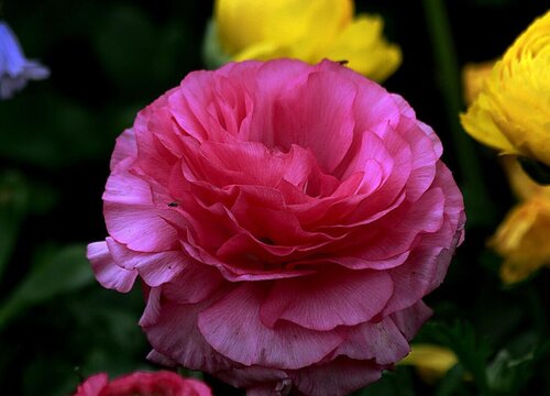 四季牡丹的养殖方法和注意事项